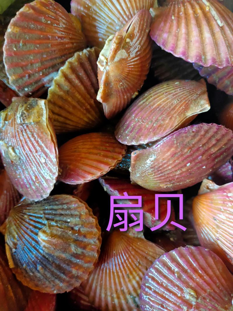 扇贝肉原汁扇贝肉无冰衣冷冻的都有可视频看货支持线上