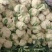 精品散花，大量上市欢迎选购