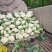 精品散花，大量上市欢迎选购