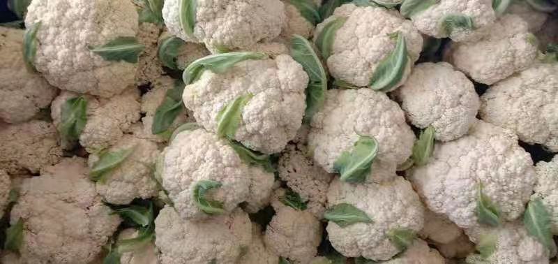 精品散花，大量上市欢迎选购