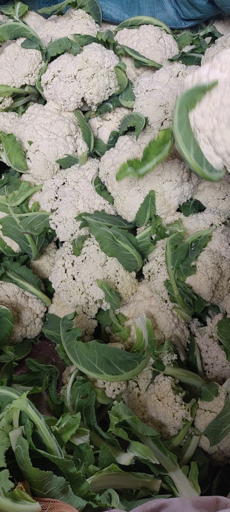 精品散花，大量上市欢迎选购