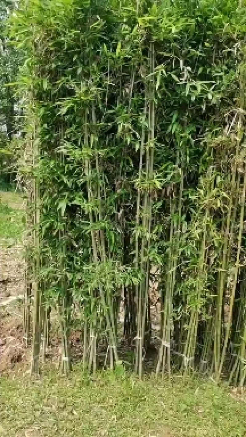 罗汉竹，各种规格，大量供货有需要的老板电话联系