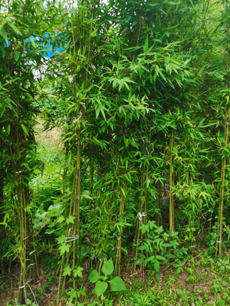 罗汉竹，各种规格，大量供货有需要的老板电话联系