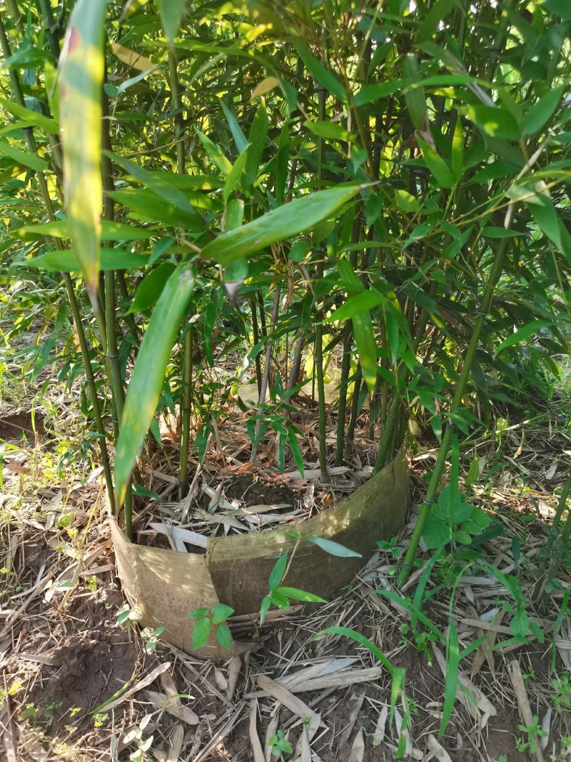 青竹苗，各种规格，大量供货有需要的老板电话联系