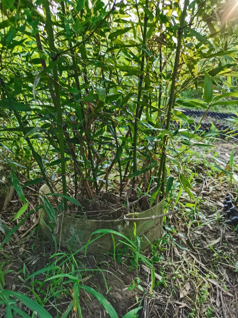 青竹苗，各种规格，大量供货有需要的老板电话联系