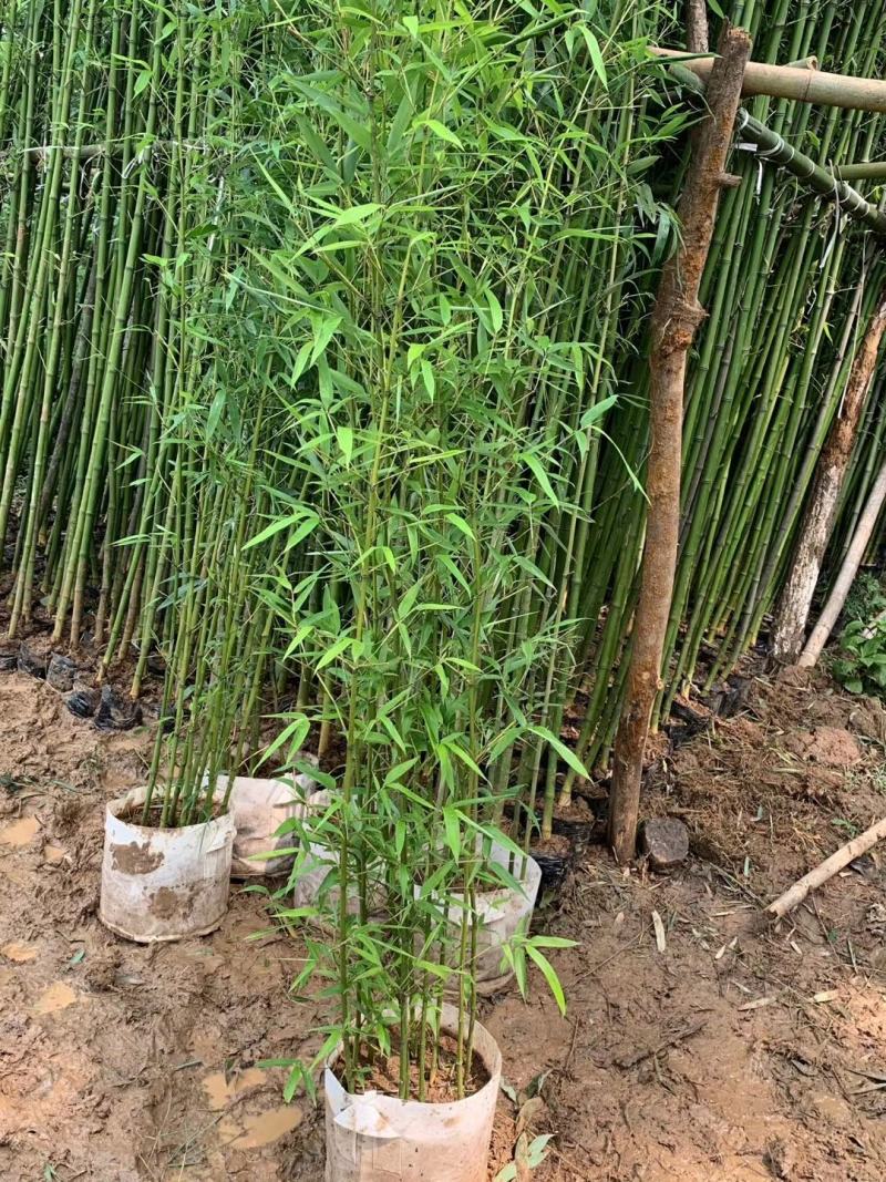青竹苗，各种规格，大量供货有需要的老板电话联系