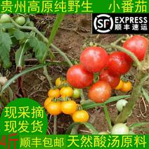 贵州野生小番茄毛辣果小西红柿酸汤天然酸汤鱼酸汤肥牛原料