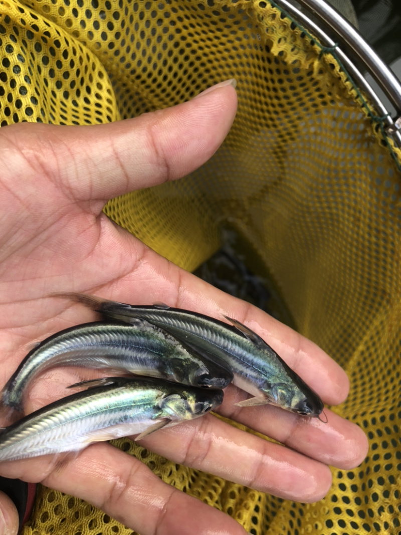【巴沙鱼】杂交巴沙鱼苗、场地直供、保质保量、买家保障