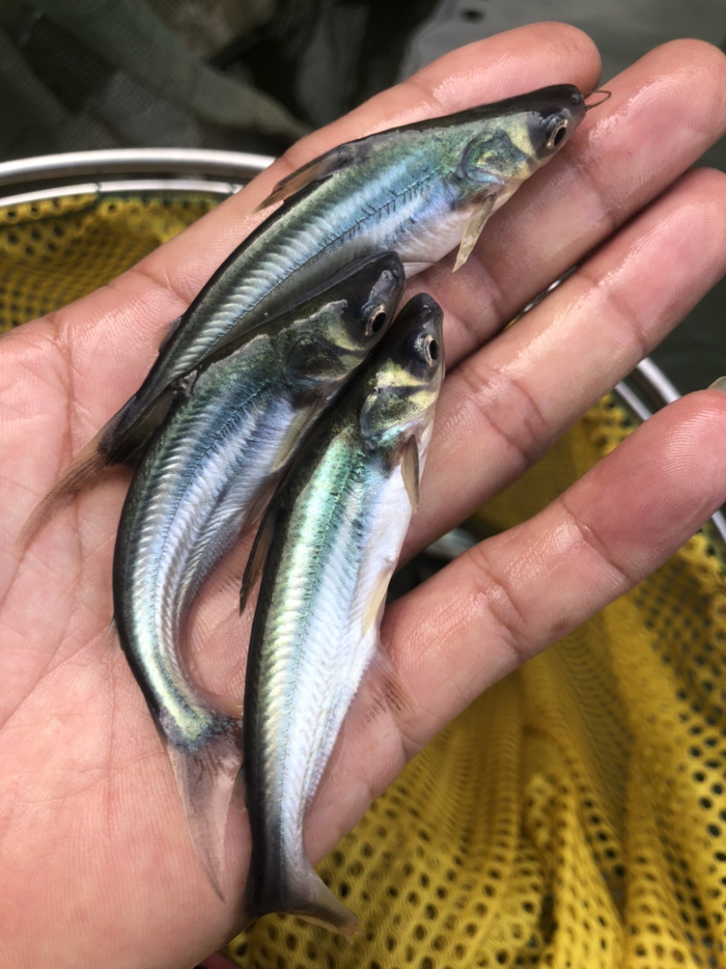 【巴沙鱼】杂交巴沙鱼苗、场地直供、保质保量、买家保障