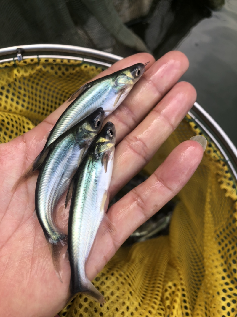 【巴沙鱼】杂交巴沙鱼苗、场地直供、保质保量、买家保障