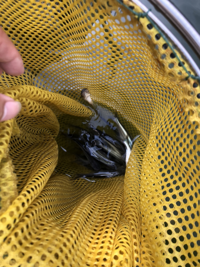 【巴沙鱼】杂交巴沙鱼苗、场地直供、保质保量、买家保障