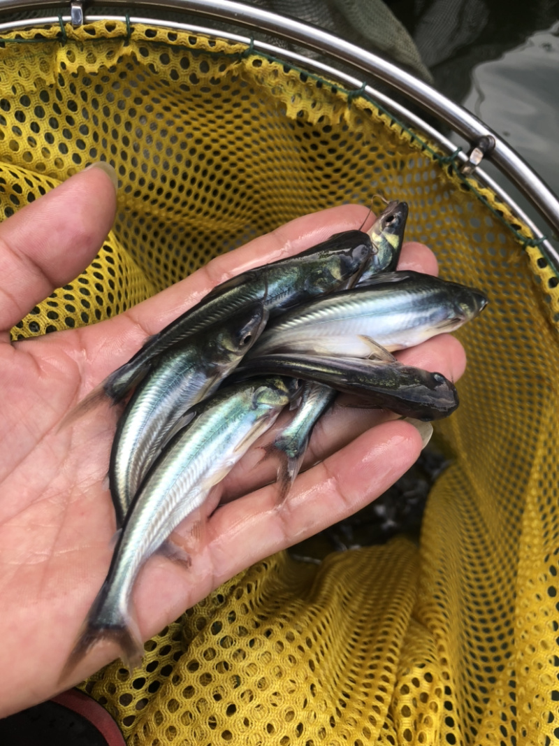【巴沙鱼】杂交巴沙鱼苗、场地直供、保质保量、买家保障