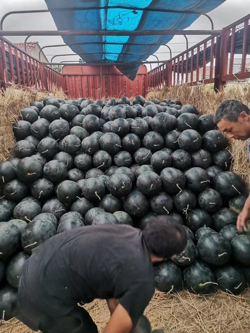 【甄选】精品黑无籽西瓜无籽！大量供应专业代办，质量保证