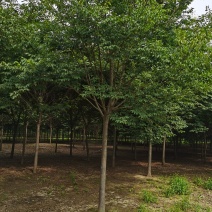 基地出售优质精品榉树，丛生榉树，规格齐全，货源充足价格低