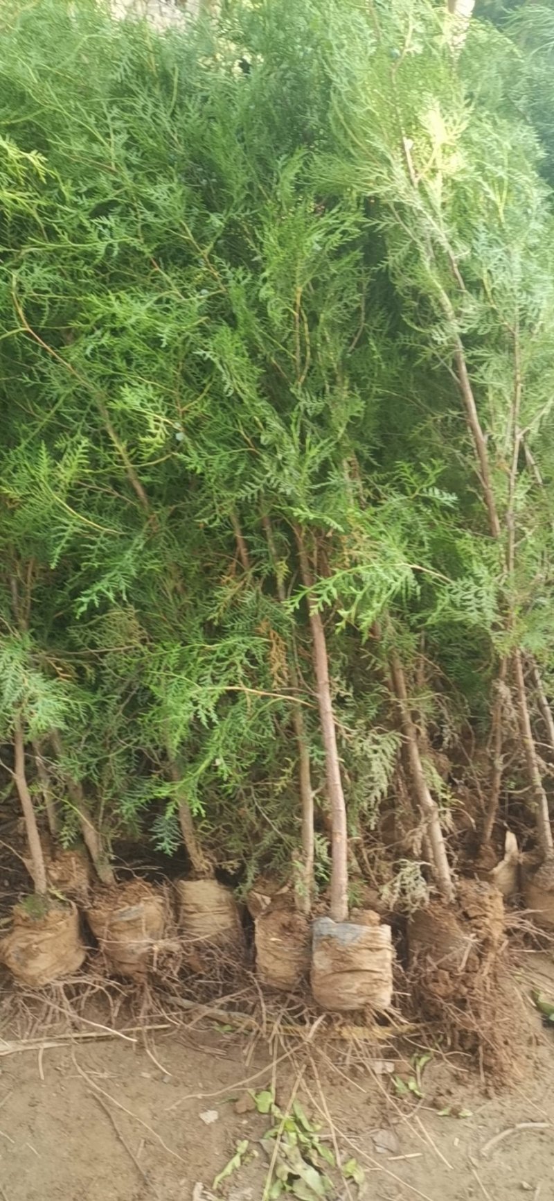 侧柏营养带杯苗大田苗各种规格