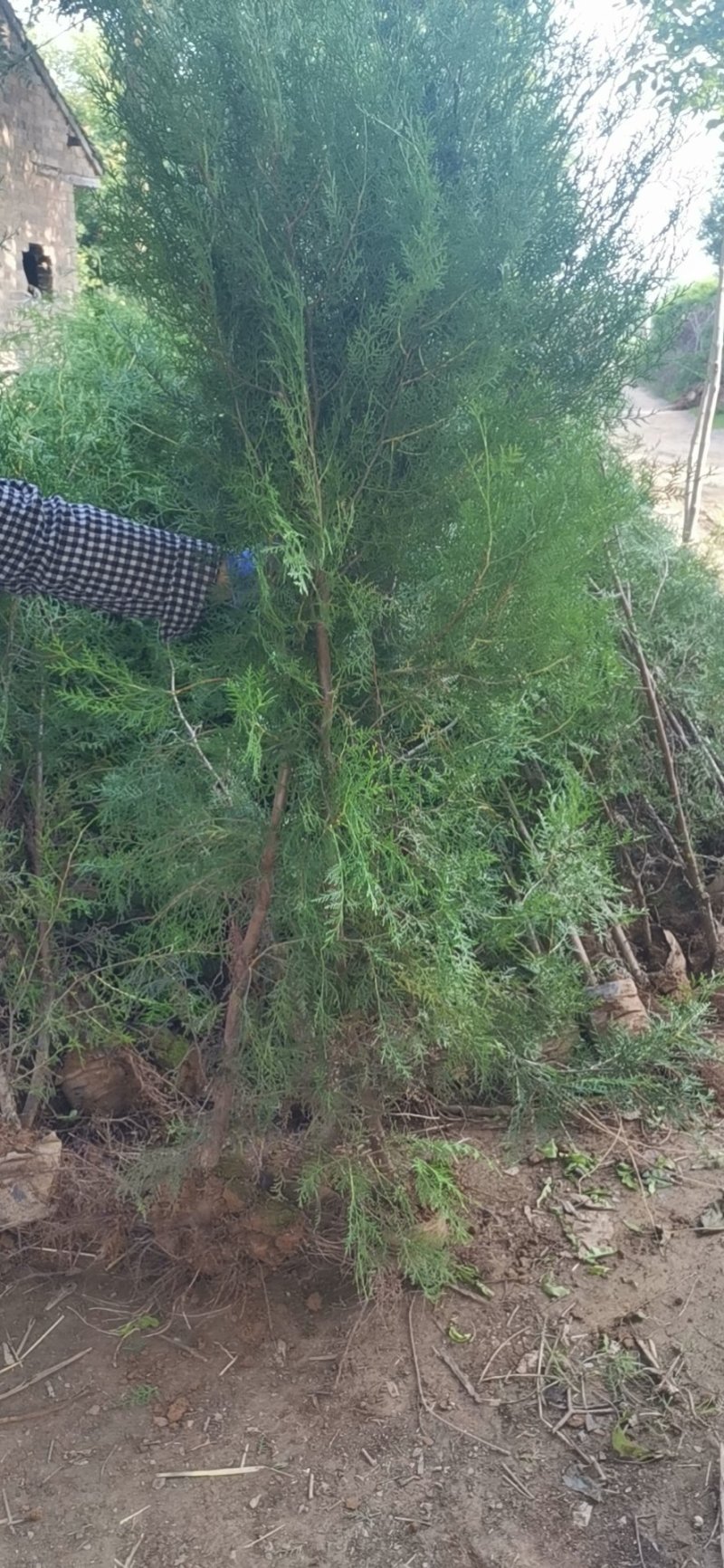 侧柏营养带杯苗大田苗各种规格