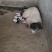 出售巴马香猪高产一胎12至16头早熟