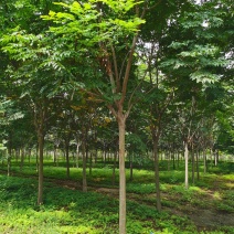 苗圃出售优质栾树，黄山栾树规格齐全，树形优美，货源充足