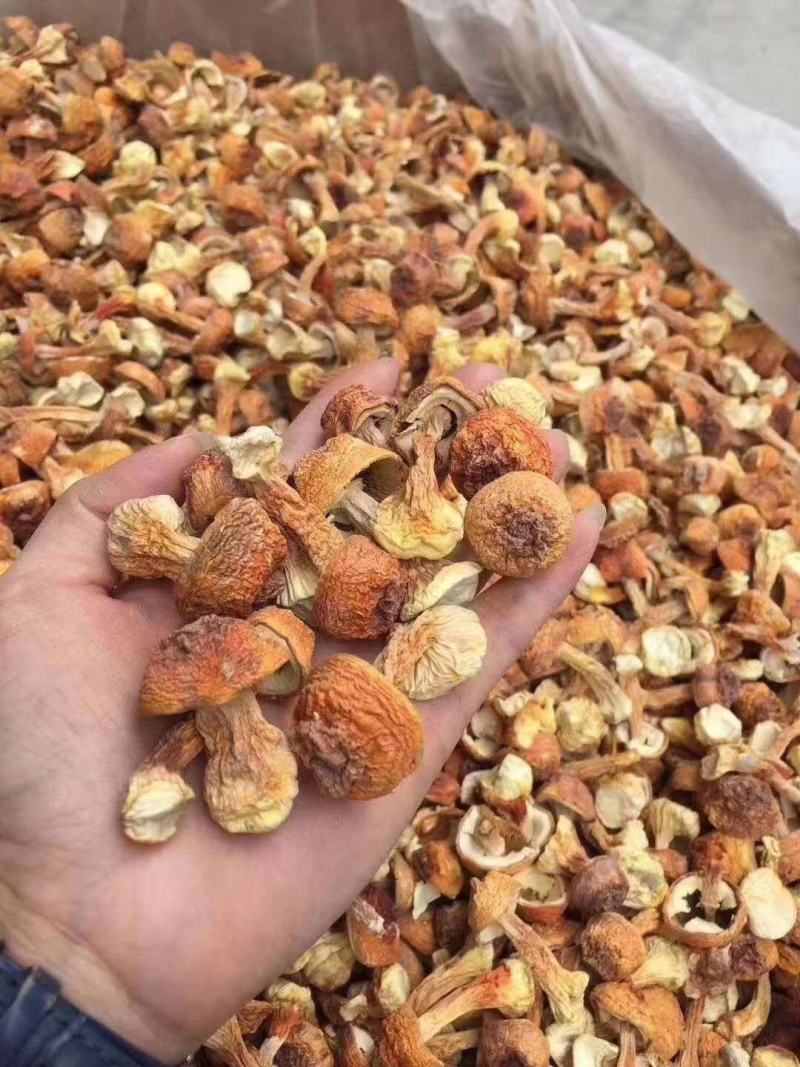 【产地直销】云南姬松茸干货包邮支持一件代发