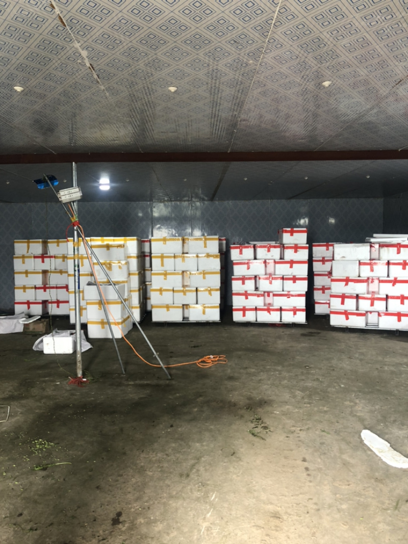 西宁茼蒿精品蒿子杆皇帝菜(基地直发)品质可验收，基地可验
