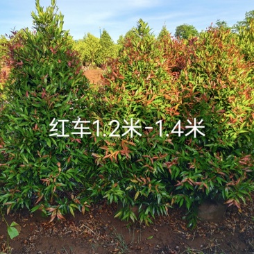 璟权园林有限公司红车特价