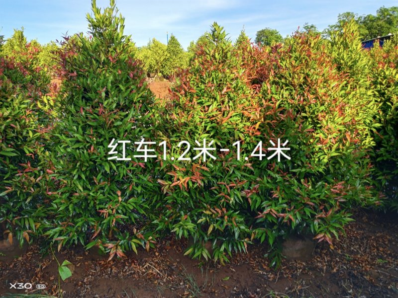 璟权园林有限公司红车特价