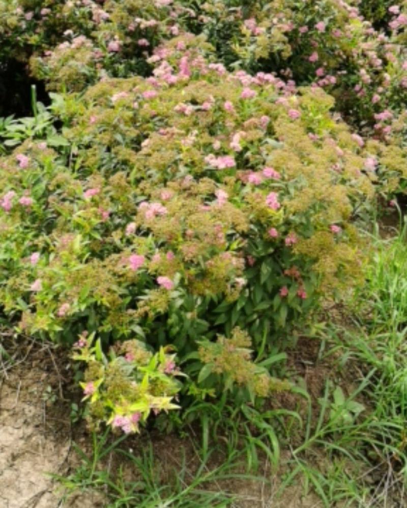 绣线菊，优质绣线菊球，冠幅30-1米，粉花绣线菊质优价廉