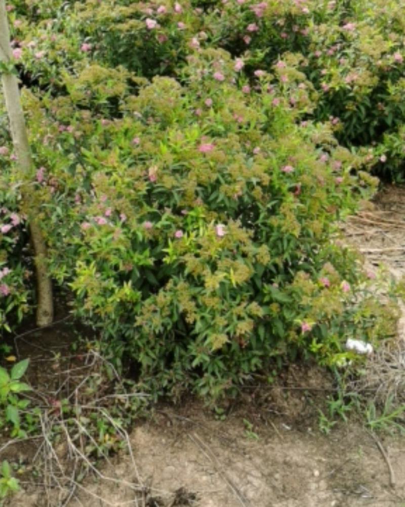 绣线菊，优质绣线菊球，冠幅30-1米，粉花绣线菊质优价廉