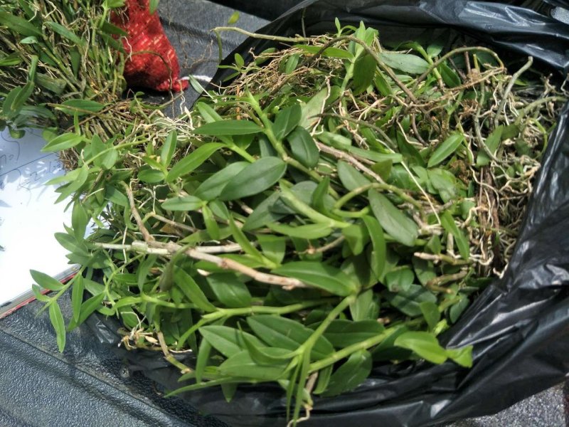 美花石斛，小黄草批发有货