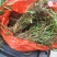 美花石斛，小黄草批发有货
