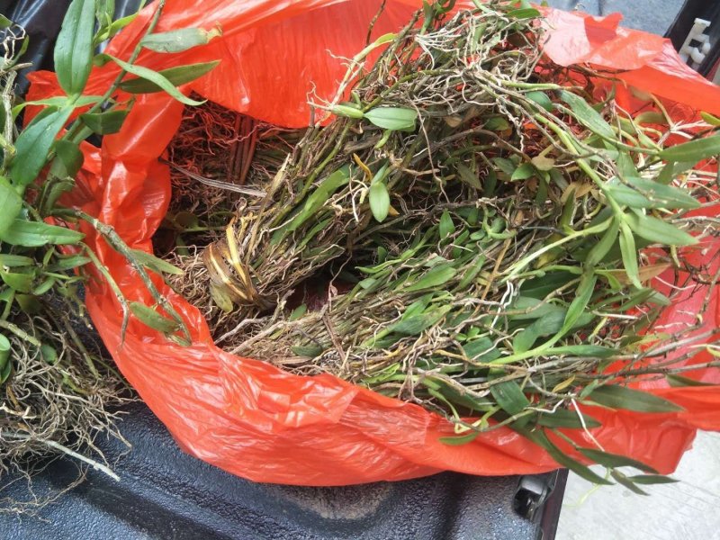 美花石斛，小黄草批发有货