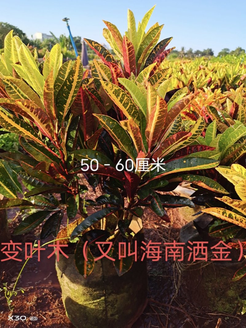 璟权园林有限公司变叶木