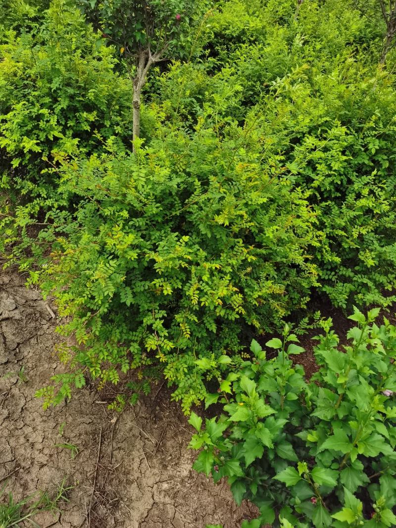 基地出售黄刺玫，黄刺玫球，红刺梅球，冠幅80-120公分