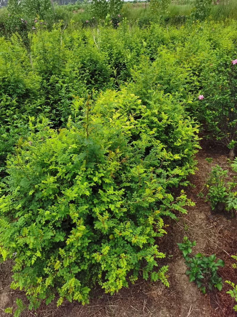 基地出售黄刺玫，黄刺玫球，红刺梅球，冠幅80-120公分