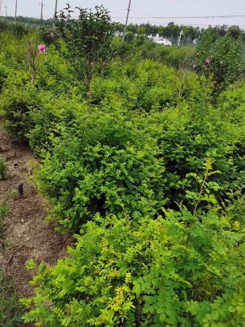 基地出售黄刺玫，黄刺玫球，红刺梅球，冠幅80-120公分
