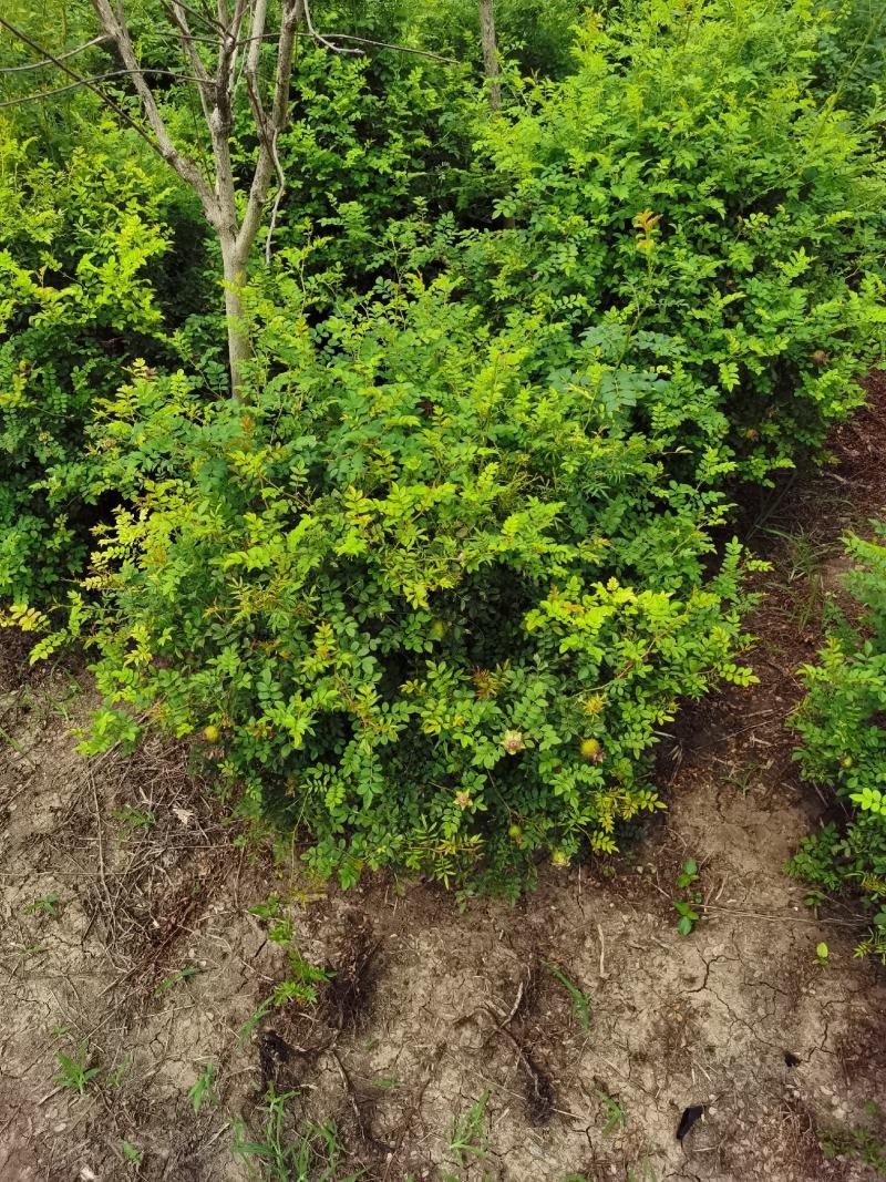 基地出售黄刺玫，黄刺玫球，红刺梅球，冠幅80-120公分