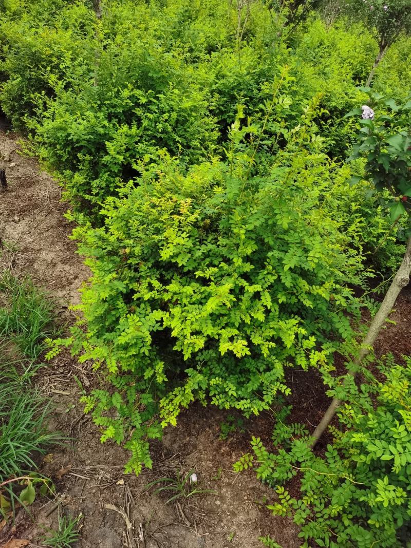 基地出售黄刺玫，黄刺玫球，红刺梅球，冠幅80-120公分