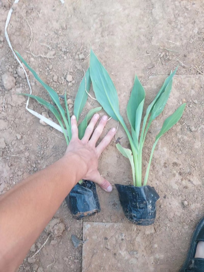 水生美人蕉绿化专用黄花粉红色花美人蕉