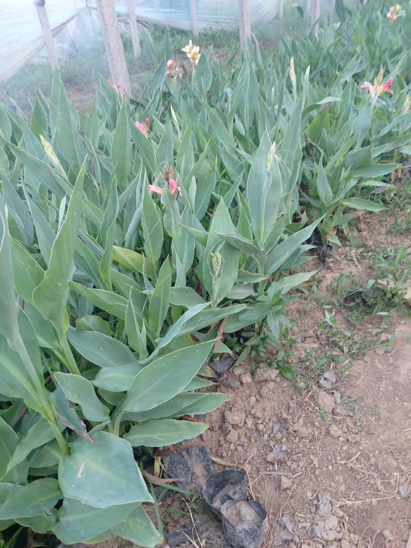 水生美人蕉绿化专用黄花粉红色花美人蕉