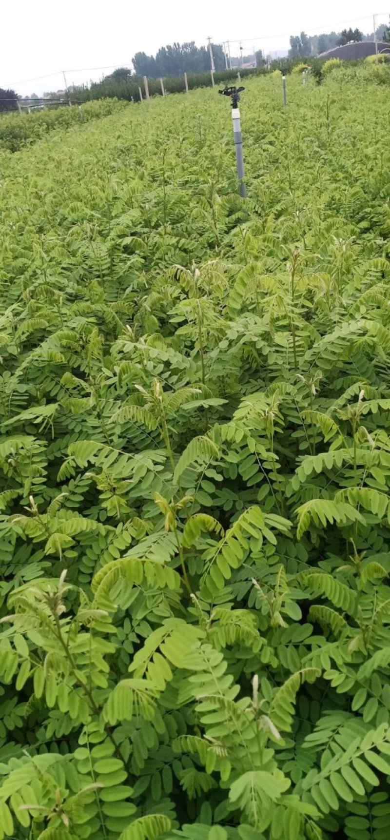 紫穗槐绿化专用营养杯紫穗槐
