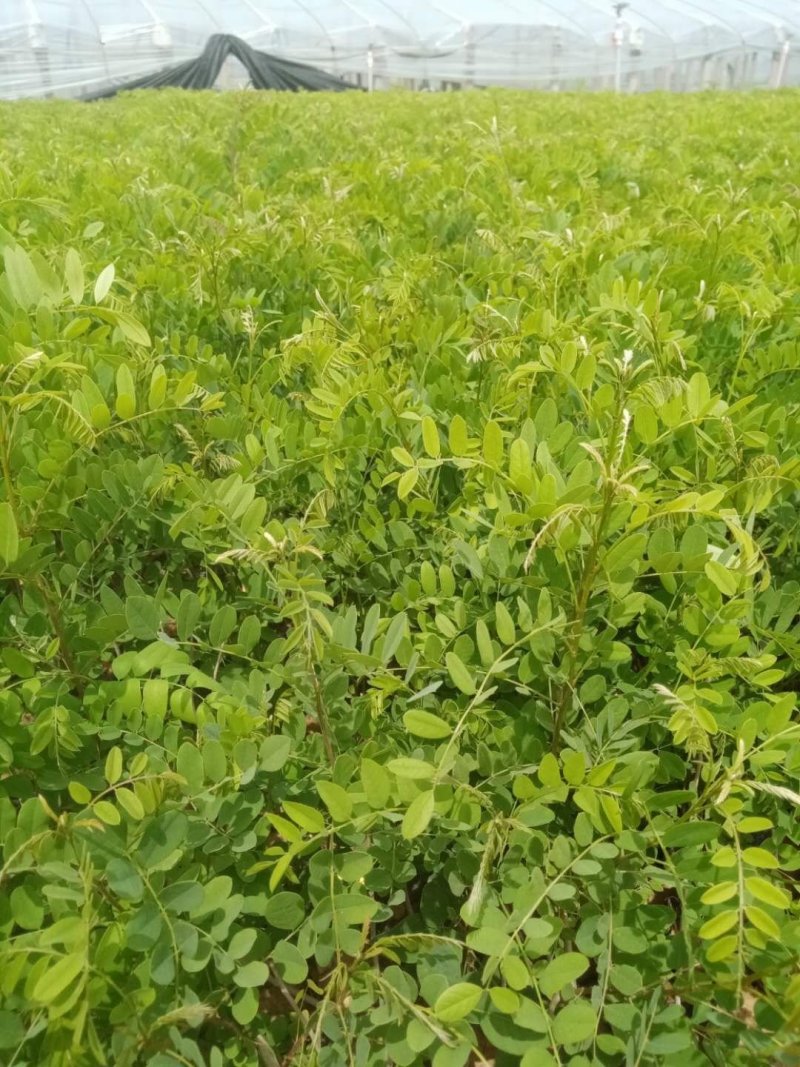 紫穗槐绿化专用营养杯紫穗槐