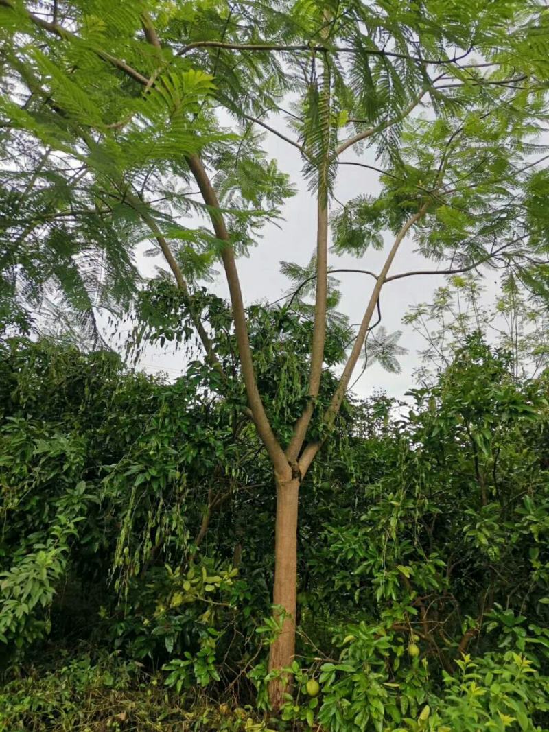 蓝花楹2~3m5一30cm