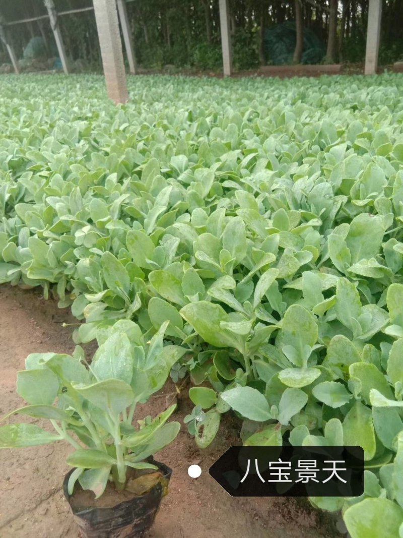八宝景天营养杯绿化多头单头八宝景天