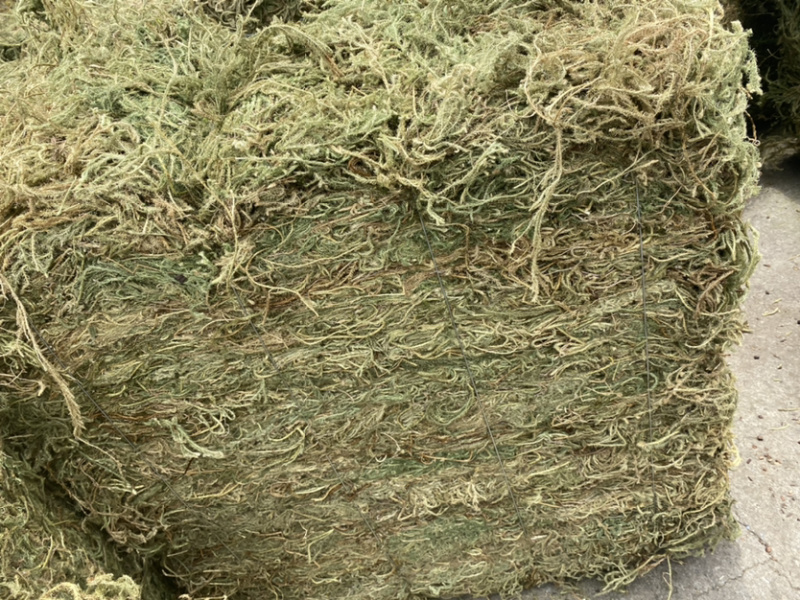 伸筋草，个子，机压包。干货