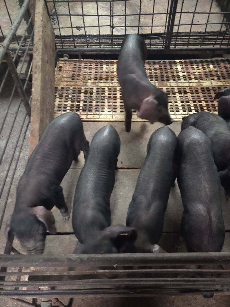 莱芜黑猪批发价格山东临沂日照黑猪价格潍坊莒县莒南黑猪价格