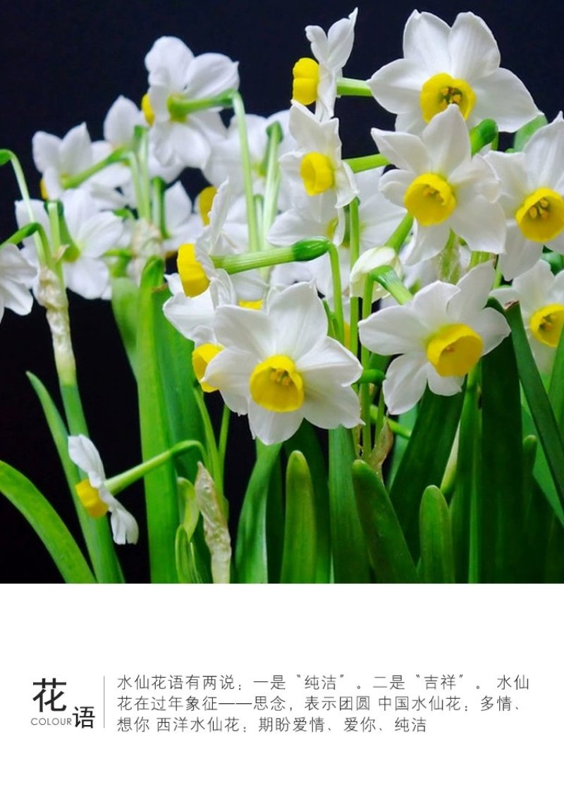 正宗漳州水仙花种球水培花卉水养植物水仙种子冬季盆栽40庄