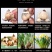 正宗漳州水仙花种球水培花卉水养植物水仙种子冬季盆栽40庄