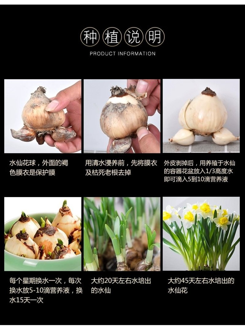 正宗漳州水仙花种球水培花卉水养植物水仙种子冬季盆栽40庄
