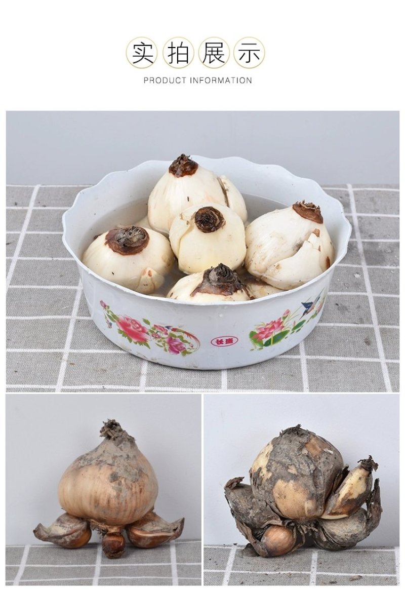 正宗漳州水仙花种球水培花卉水养植物水仙种子冬季盆栽40庄