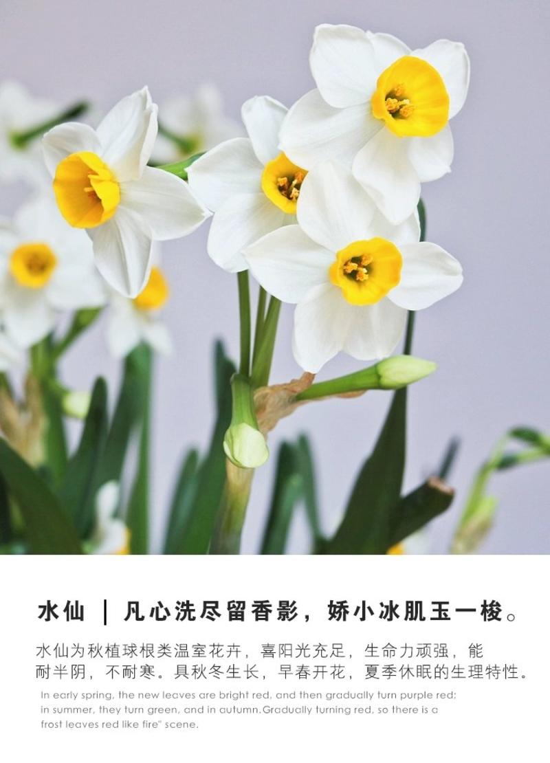 正宗漳州水仙花种球水培花卉水养植物水仙种子冬季盆栽40庄